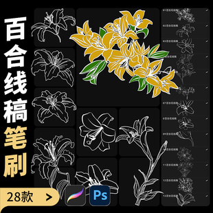植物鲜花百合花花朵花卉线稿辅助线绘画ps笔刷procreate笔刷素材