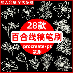 植物鲜花百合花花朵花卉线稿辅助线绘画ps笔刷procreate笔刷素材
