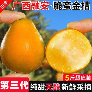 正宗脆蜜金柑广西融安金桔水果第三代脆蜜金桔纯甜第三代大金桔