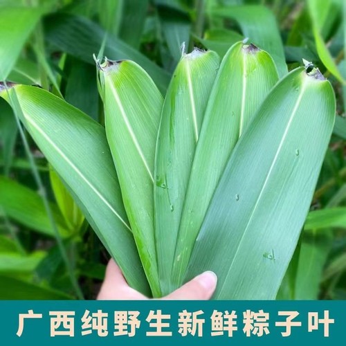 粽子叶芒叶免邮新鲜大号100片非苇叶箬叶大新叶芦苇叶干棕叶