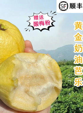 福建当季软心芭乐软糯香甜脆白心番石榴 新鲜5斤孕妇水果顺丰包邮