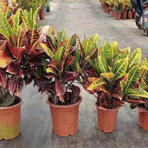 变叶木盆栽绿植四季常青