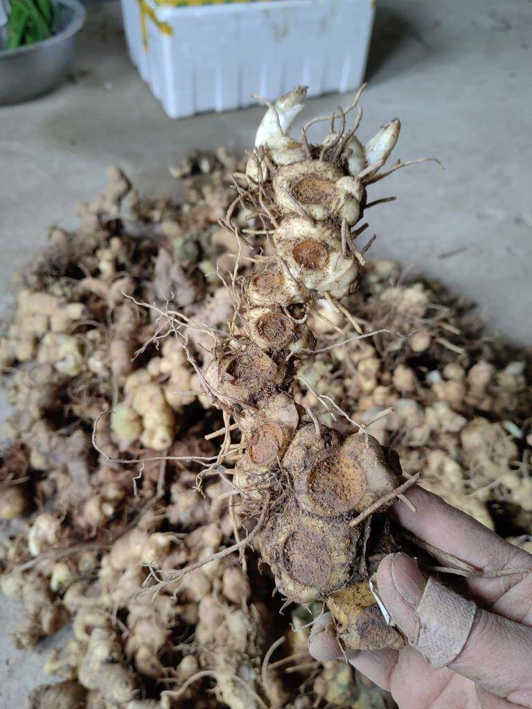 贵州新鲜姜型多花黄精500g中药材可泡茶泡酒鸡头黄精