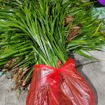 贵州新鲜山奈五香草可种植可食用牛肉粉熬汤随手香鱼香草茴香香味