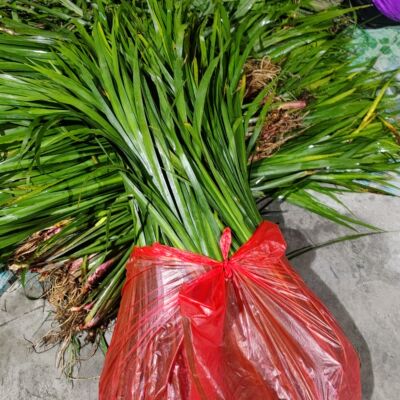 贵州新鲜山奈五香草可种植可食用牛肉粉熬汤随手香鱼香草茴香香味