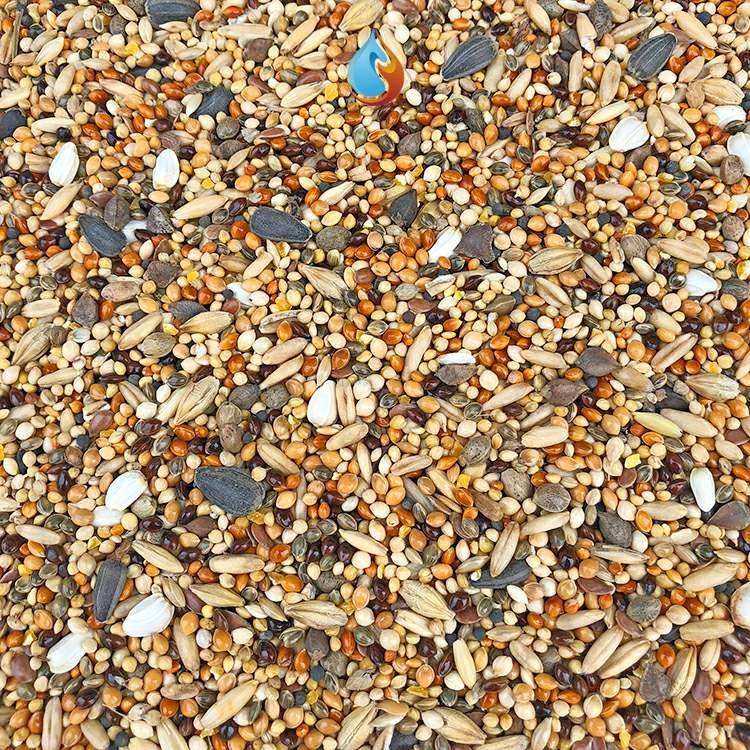 the new bird bird seed pearl birds eat the food of eyebrow