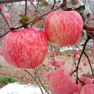 嫁接红富士苹果树苗矮化脆甜条纹富士当年结果带土南北方种植