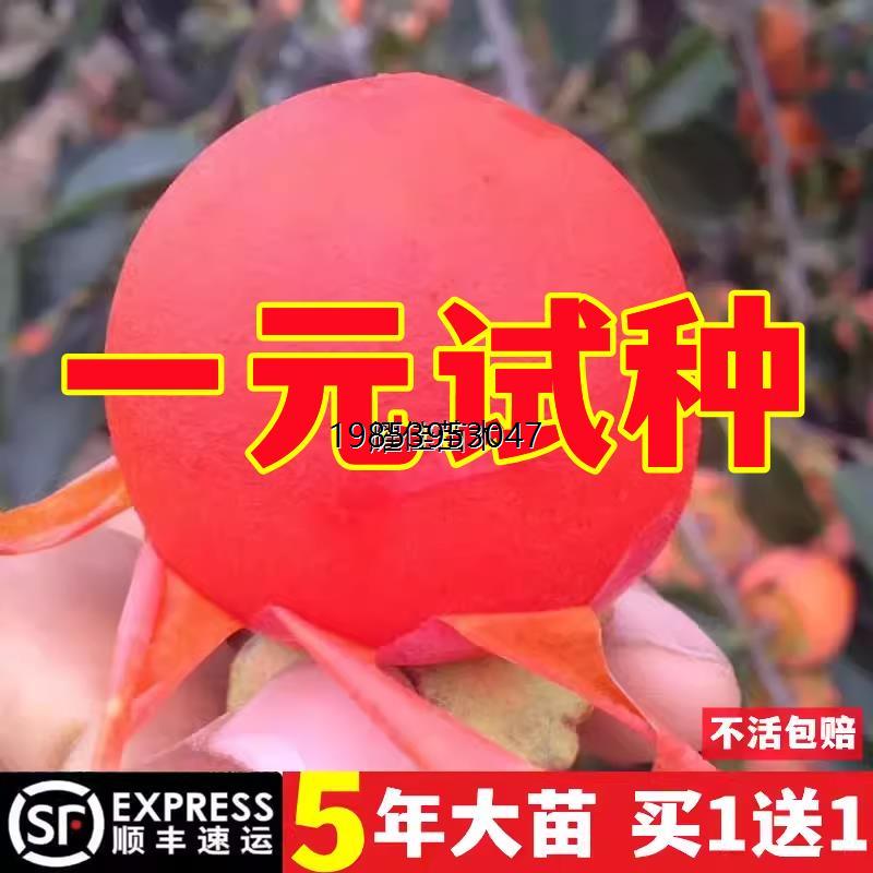 嫁接柿子苗树苗果树苗南北方种植地栽火晶柿脆甜柿子树苗当年结果