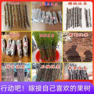 嫁接接穗葡萄苗无花果李子苹果山楂柿子樱桃树石榴苗接穗扦插枝条