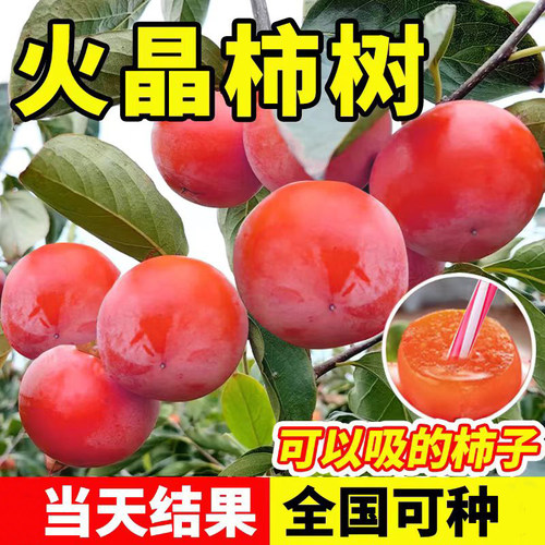 火晶柿子苗树树苗脆甜柿子苗果苗