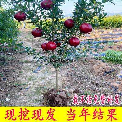 石榴树树苗突尼斯软无籽盆栽地栽南北方种植特大庭院带土当年结果