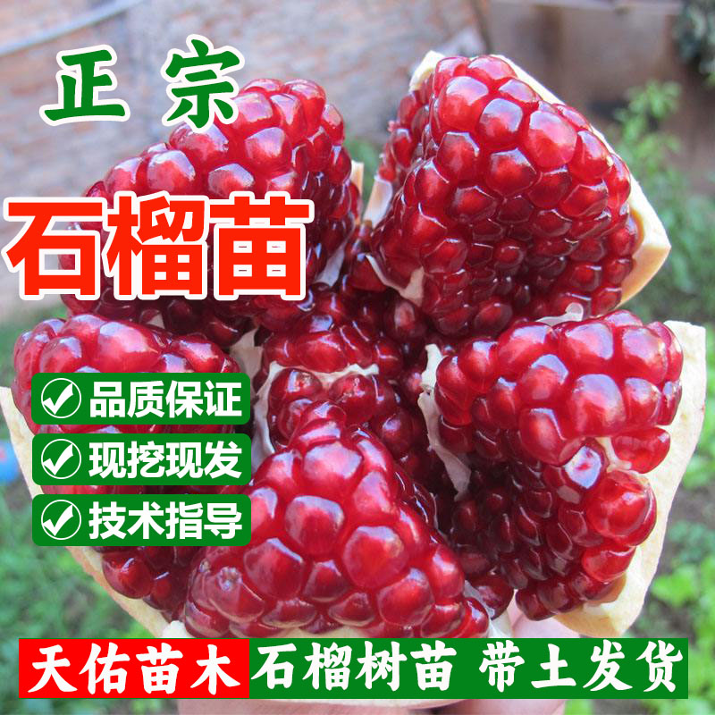 石榴耐寒耐旱颗粒爆满盆栽地栽