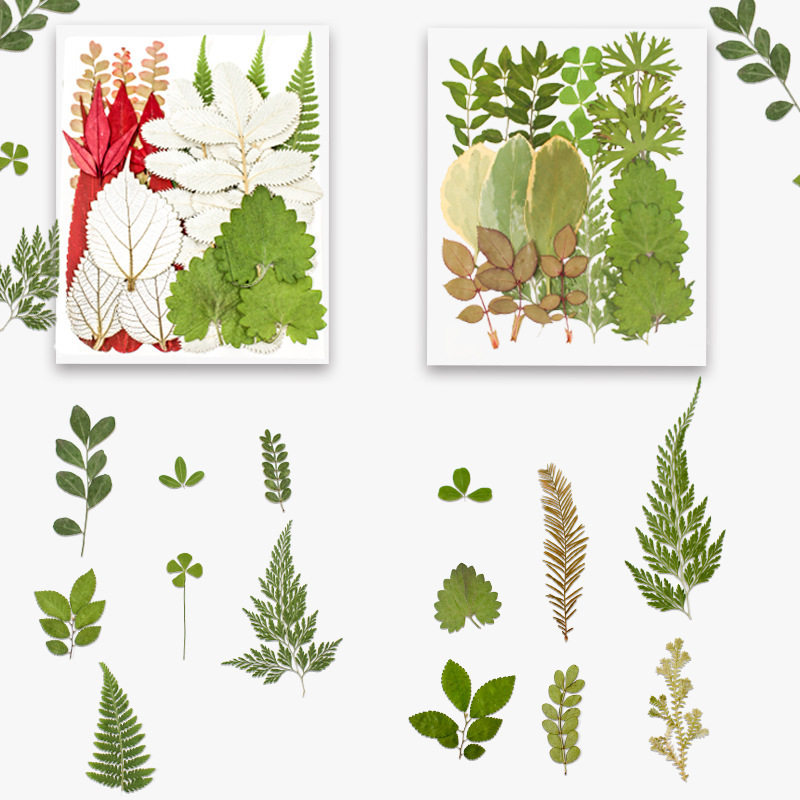 绿叶组合真树叶干花diy材料包手工真花压花植物标本装饰手作21片