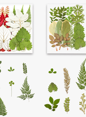 绿叶组合真树叶干花diy材料包手工真花压花植物标本装饰手作21片