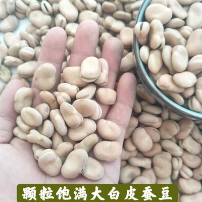 白皮蚕豆种子罗汉大粒胡高