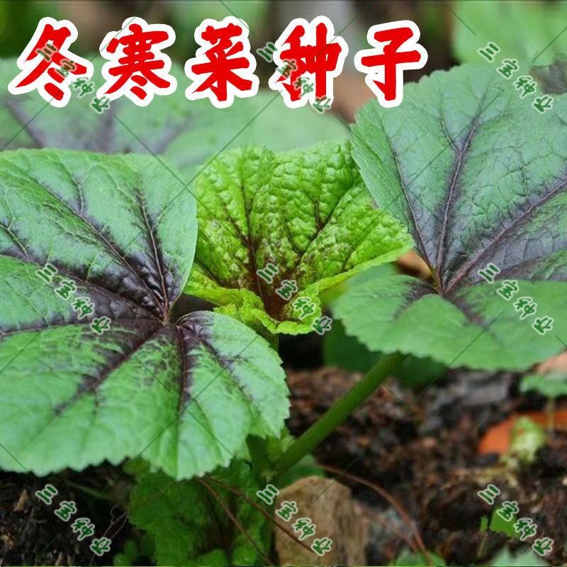 高钙冬寒菜种子耐苋籽四季