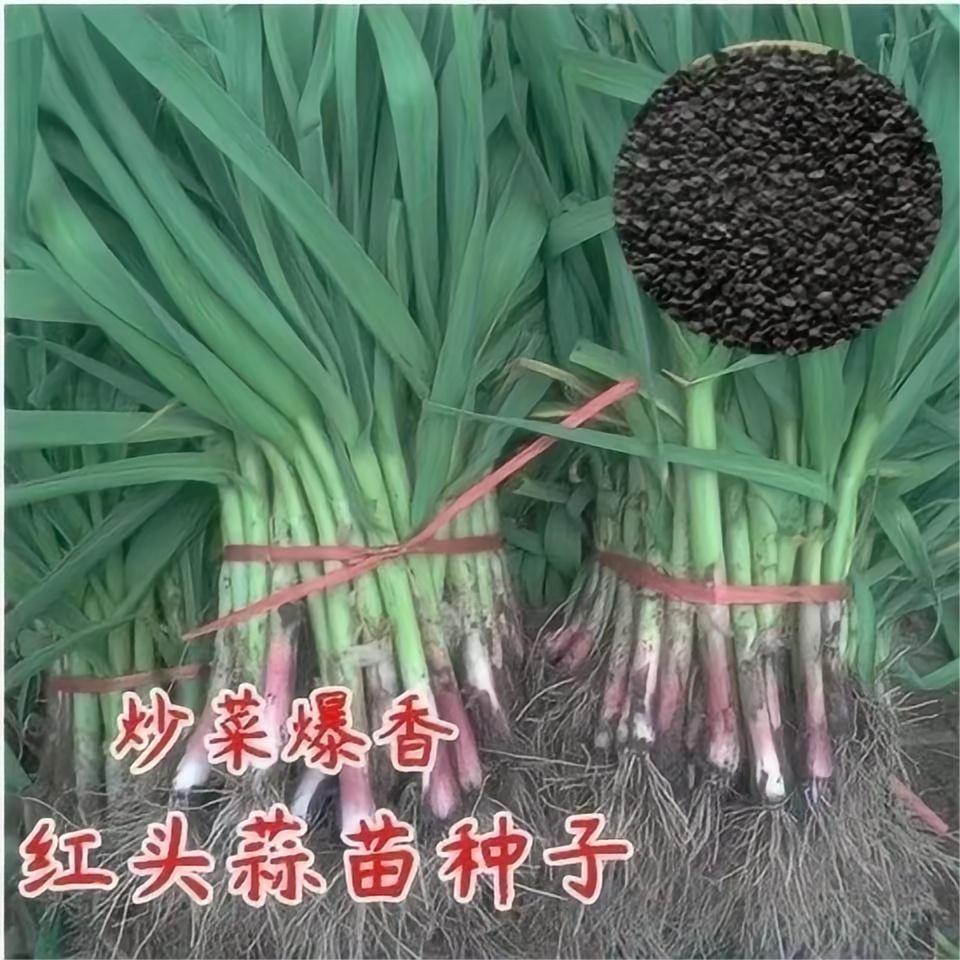 四季宽叶蒜苗种大子籽头红