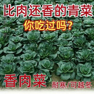 【买爆了】新品种香肉菜