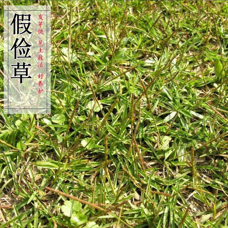 假俭草草籽阔叶草蜈蚣草耐践踏绿化护坡护埂护堤草坪种子根系发达