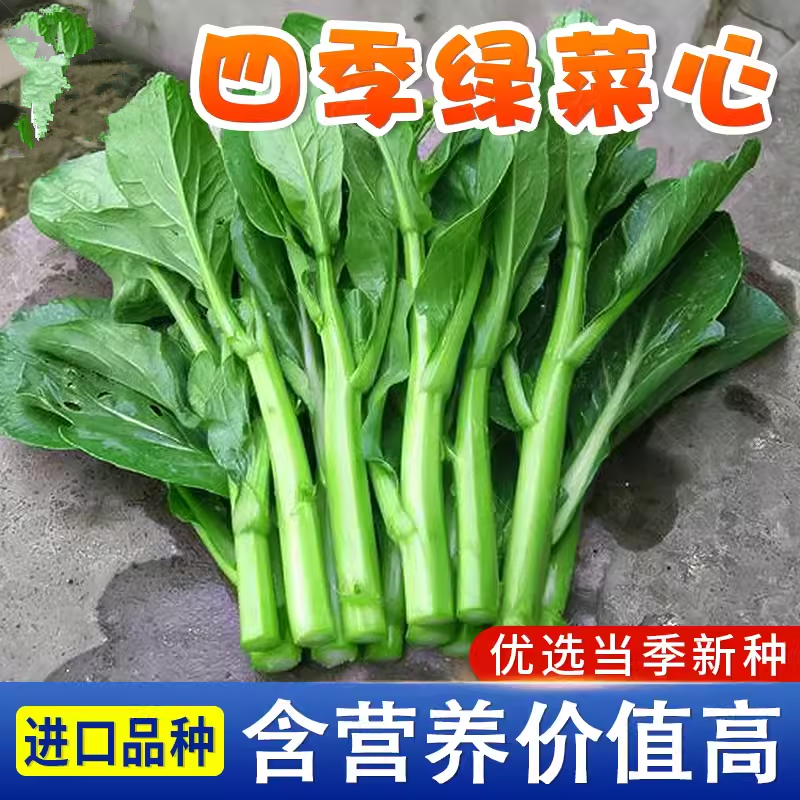 广东菜心种籽青子翠苔孑蔬