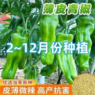 早熟薄皮青椒种子四季播皱皮辣椒种子庭院大田阳台可盆栽蔬菜种子