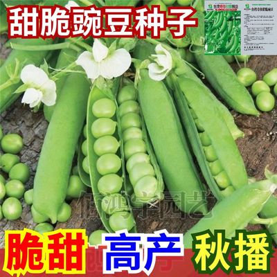奇珍甜脆豌豆种子耐寒水果
