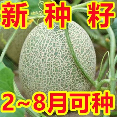 【今年新种】奶香哈密瓜籽