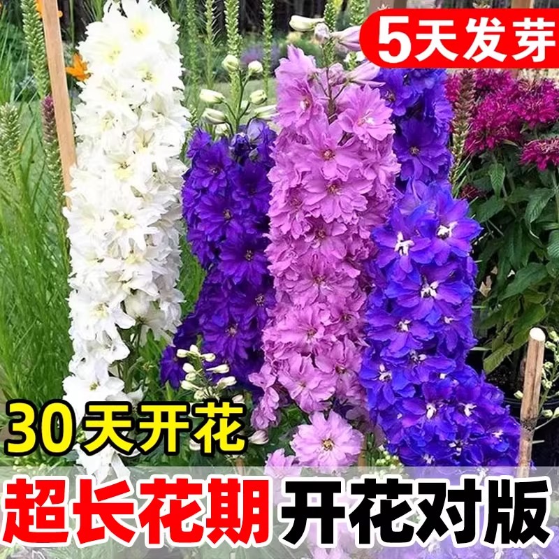 大花飞燕草花种子四季多年生鸽子花翠雀种籽庭院室内外盆栽花种籽