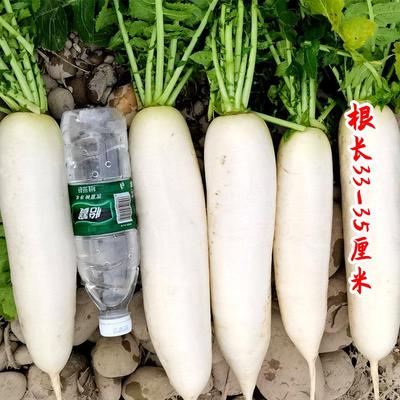 四季白玉春萝卜种子北南方