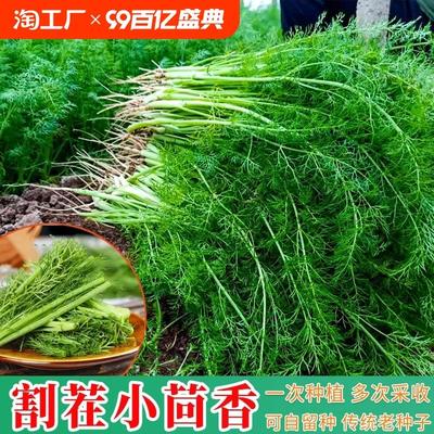 茴香种子籽冬季菜四农家蔬