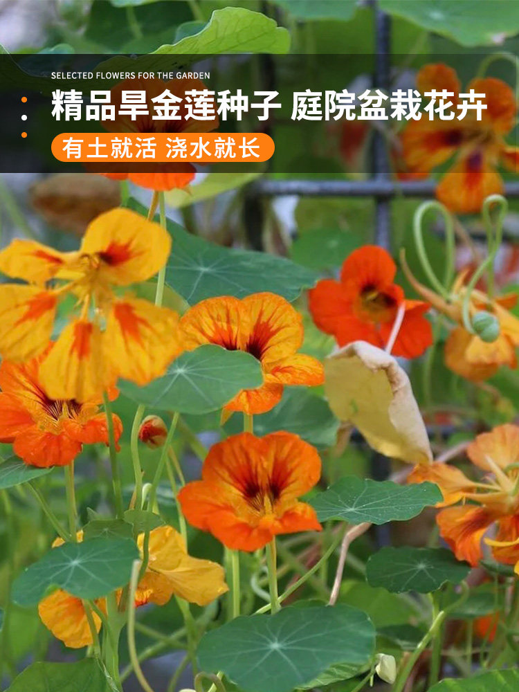 新采旱金莲种子金莲花庭院易种室内阳台爬藤花卉种子旱荷花花籽子