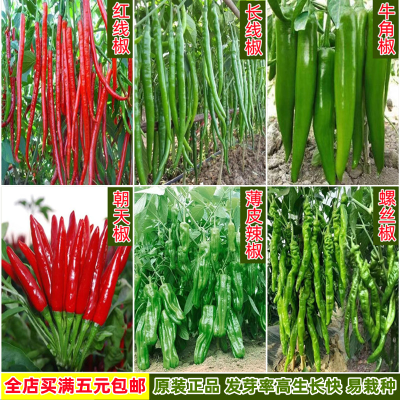 辣椒种子大全螺丝薄皮青长红