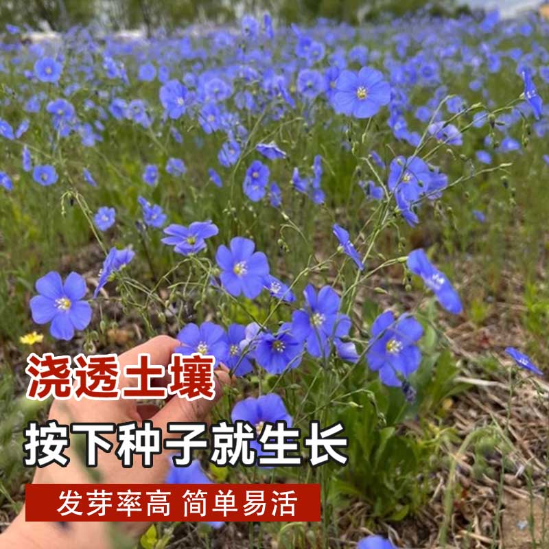 蓝花亚麻种子多年生兰花亚麻籽蓝色花卉花海景观矮生草花四季播种