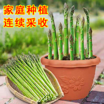 芦笋种子多年生耐寒抗热蔬