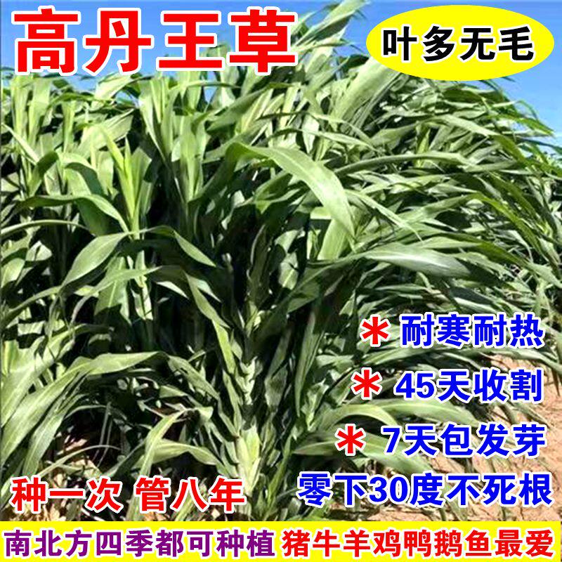 多年生高丹王草种籽杂交四季高产牧草种子畜牧喂牛羊鹅鱼猪草种籽