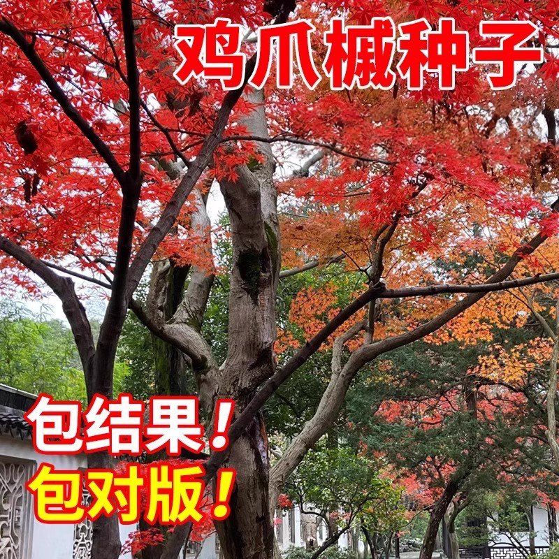 鸡爪槭种子四季种易活庭院绿化