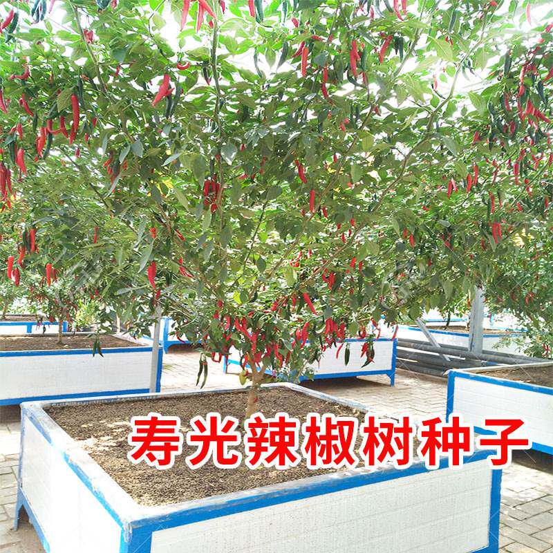 寿光辣椒树种子种籽孑苗秧一年四季阳台盆栽秧苗蔬菜种子菜苗树苗