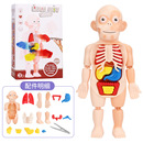 人体器官科教模型儿童医学可拆仿真内脏解剖人体结构科普早教玩具