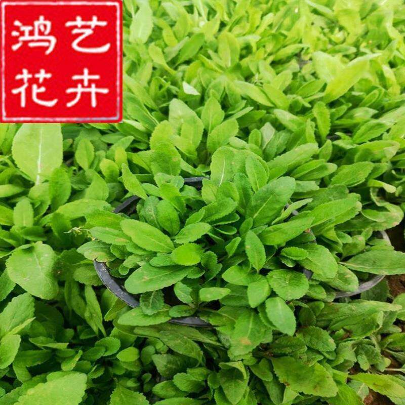 景观苗鼠尾草兰花草齐全绿化栽植工草苗基地鼠尾草盆栽紫花快乐