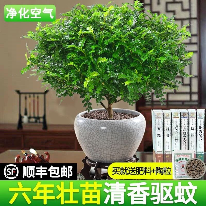 极速l驱蚊草去蚊子的植物室内清香胡椒木植物室内花卉九里香盆景