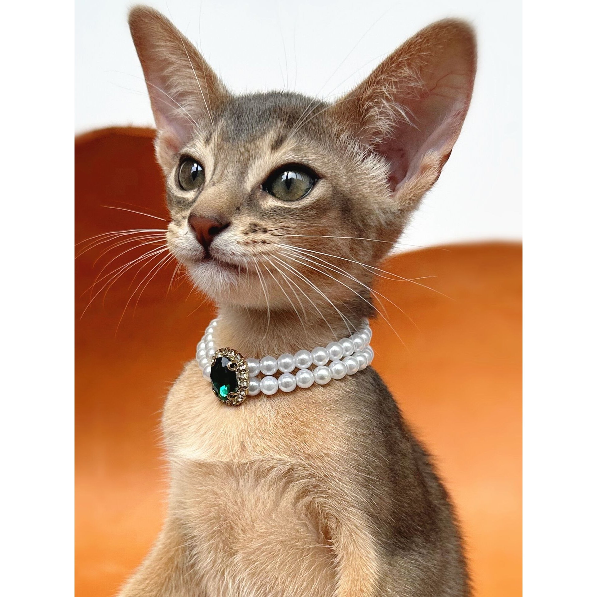 猫咪专用项链小型犬珍珠项圈宠物用品装饰复古宝石德文阿比西尼亚