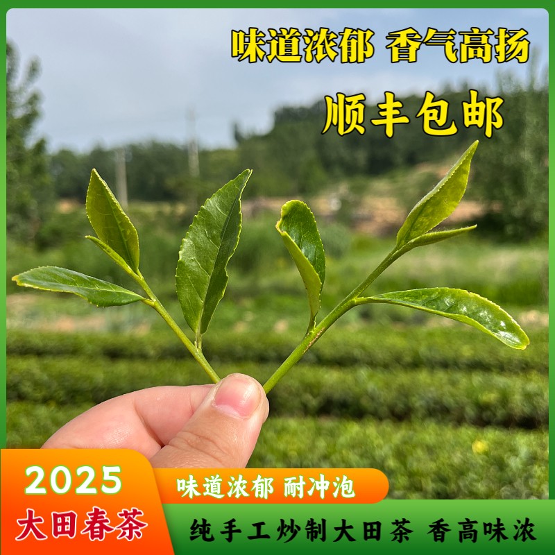 海燕26年日照绿茶 春茶 大田茶 味道浓郁 沙口足 耐冲泡