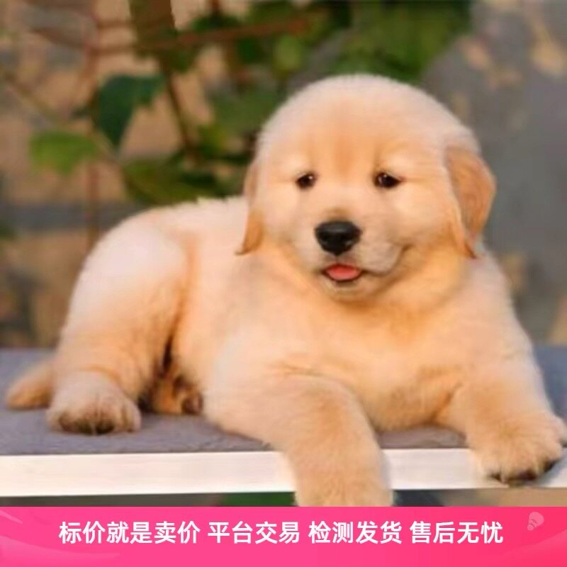金毛幼犬纯种金毛大骨架沙滩金枫叶红活泼可爱宠物温顺家养狗活体