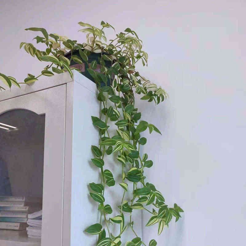 青白玉吊兰室内阳台植物盆栽油画婚礼吊篮鸭舌吊兰盆栽垂吊观叶花图片