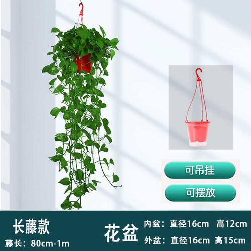 绿萝长藤盆栽室内款吸除甲醛绿植花卉客厅大叶植物绿箩批发
