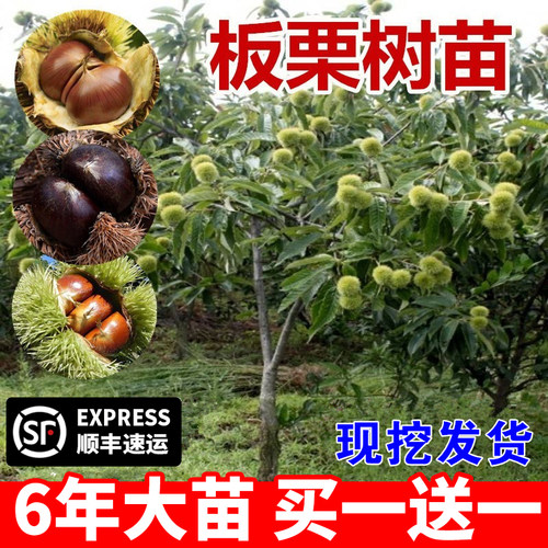 板栗苗树嫁接地栽南方北种植