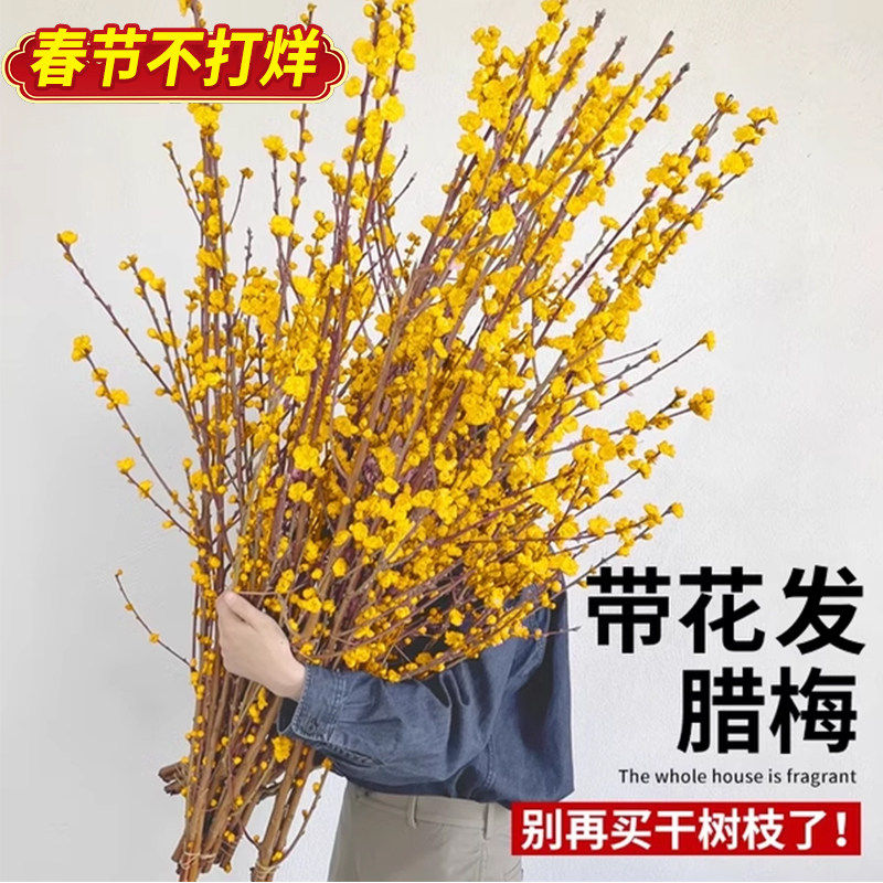 腊梅花鲜花干枝水培鲜切年宵花卉办公室内桌面好养懒人适合养的花