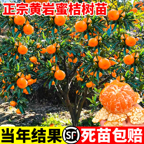 黄岩无核蜜桔苗嫁接子树甜橘