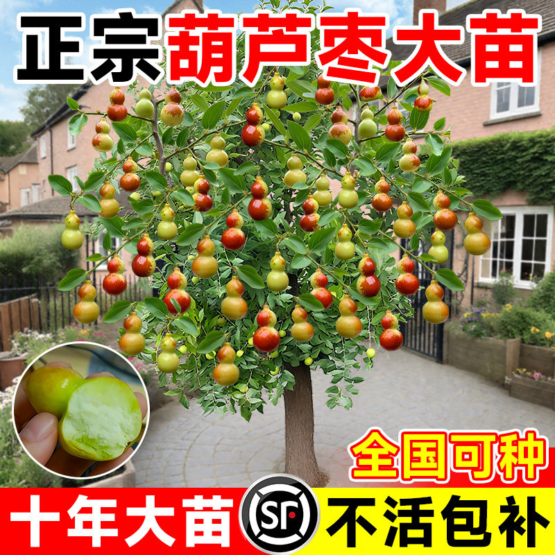 枣树活苗大枣超甜带土球南北方沾化冬枣大树矮化嫁接苗超甜特大号
