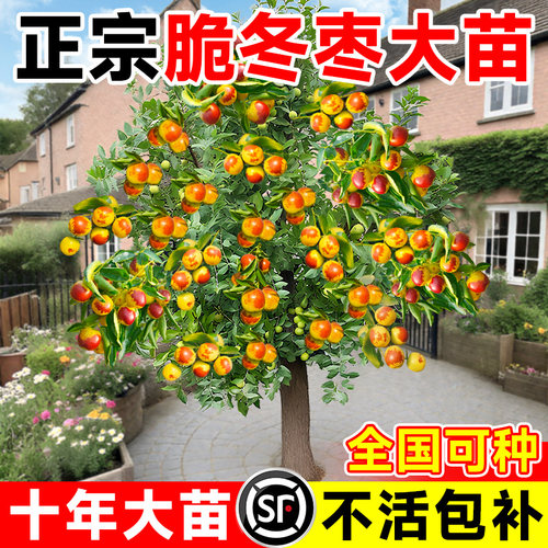 冰糖脆枣树活苗沾化冬枣树